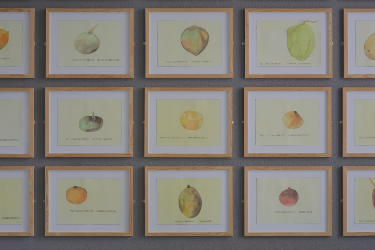 Maria Thereza Alves. This is Not an Apricot. Watercolor paintings on paper, 2009